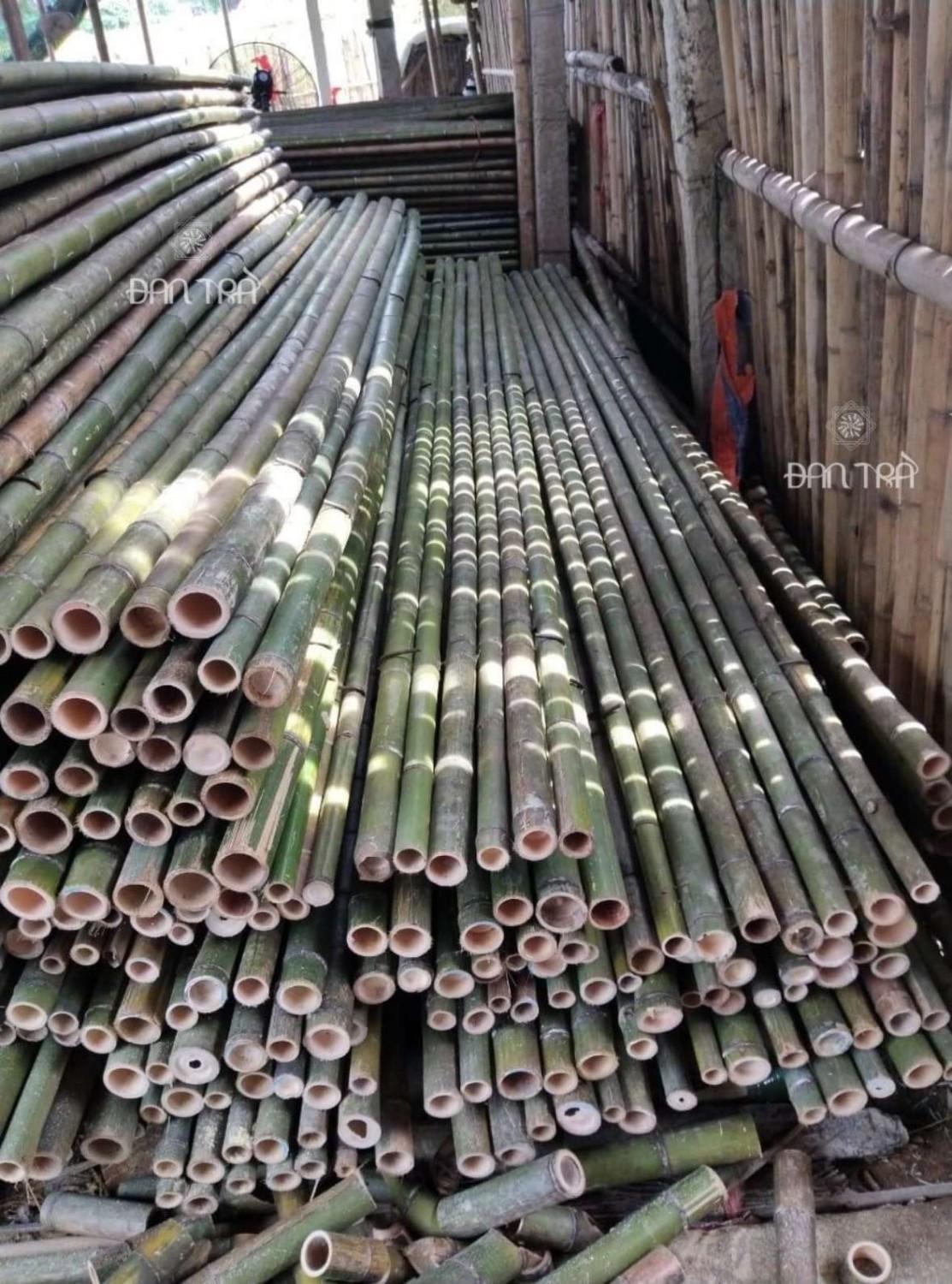 Cận cảnh những cây tre thẳng, già và chất lượng cao được chọn lọc kỹ càng để sử dụng làm cọc xử lý nền đất yếu