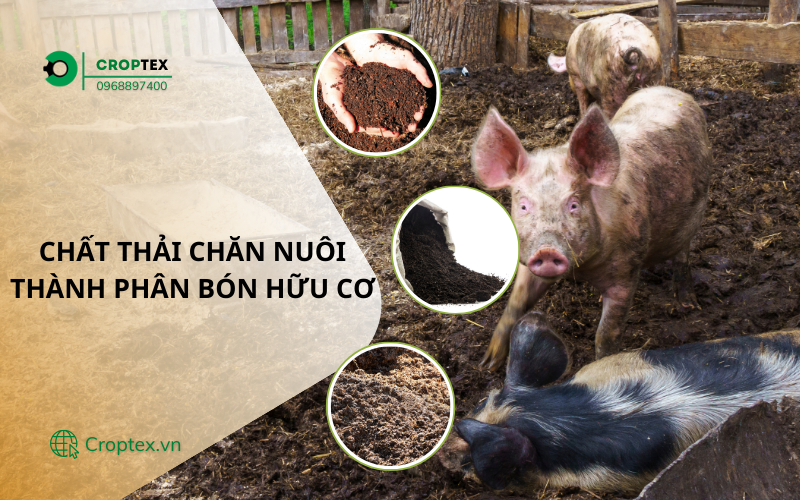 Hướng dẫn quy trình ủ phân compost từ chất thải chăn nuôi lợn để tạo ra phân bón hữu cơ giàu dinh dưỡng