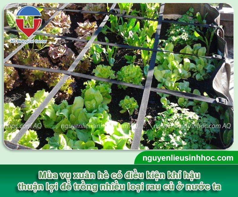 Rau muống xanh mướt phát triển mạnh mẽ trên mảnh đất phèn đã được cải tạo và chăm sóc đúng cách