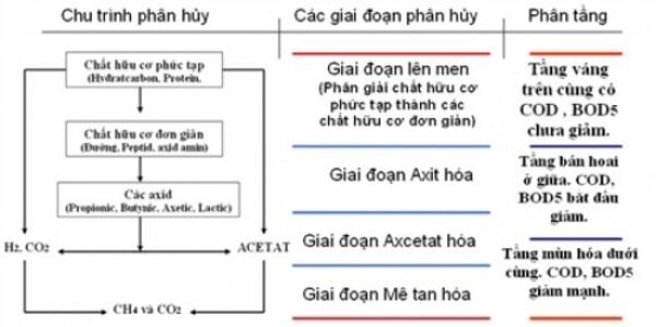 Sơ đồ chi tiết minh họa nguyên lý hoạt động và các giai đoạn phân hủy sinh học trong hầm khí biogas