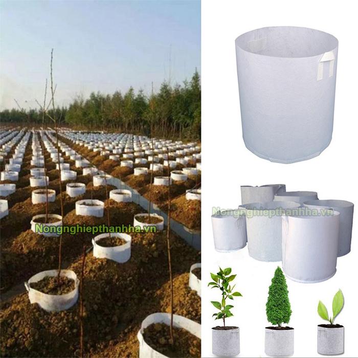 Trồng hoa hồng bằng túi vải chăm sóc rễ cây