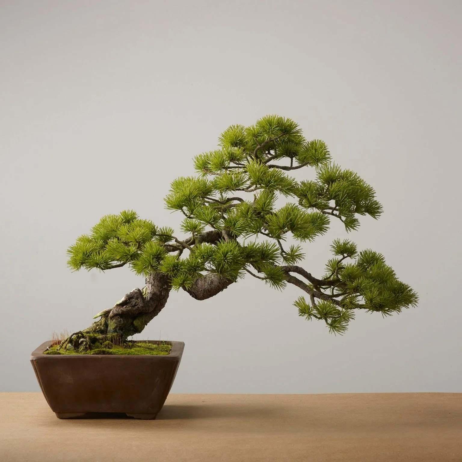 Cận cảnh bộ rễ trắng khỏe mạnh phát triển bên trong một chiếc túi vải trồng cây màu đen, cho thấy rõ cấu trúc rễ chùm dày đặc và sự thoáng khí của vật liệu vải địa kỹ thuật.