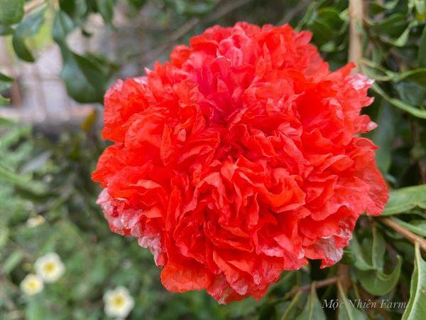 Một khu vườn trên sân thượng xanh mướt với nhiều loại rau củ được trồng trong các túi vải không dệt trồng cây đủ kích cỡ.