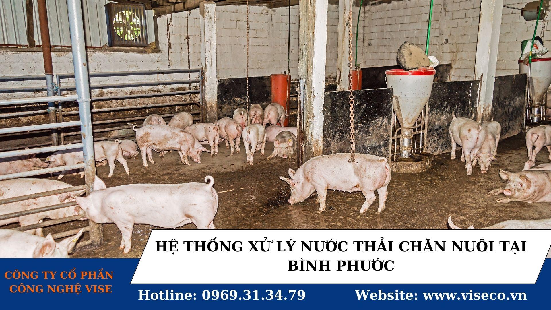 Hình ảnh minh họa hệ thống xử lý nước thải chăn nuôi bò quy mô trang trại, bao gồm các bể lắng, bể sinh học và khu vực xử lý bùn thải